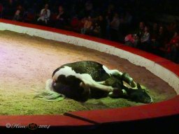 Circus YAKARI Show am 04.10.2024